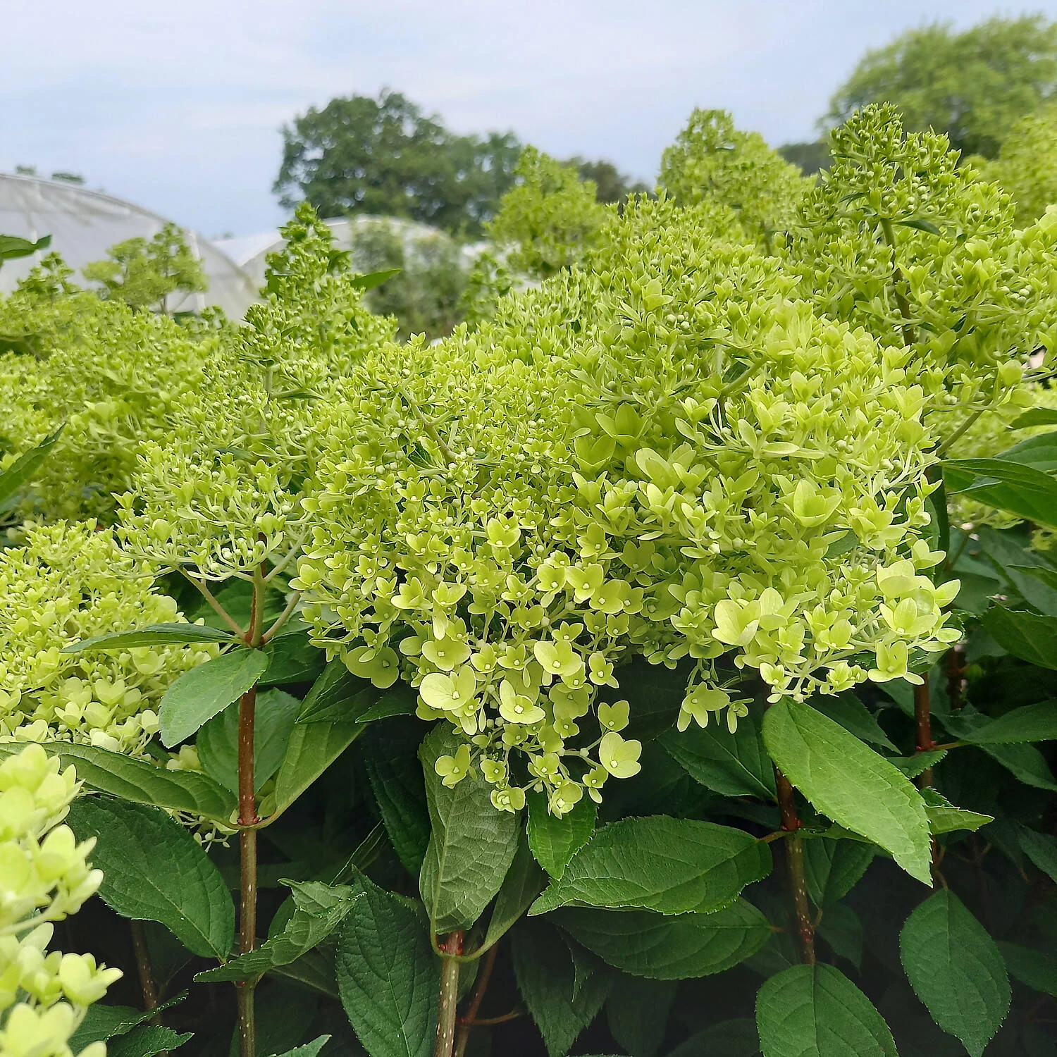 Hydrangea Paniculata 'Sweet Summer' 2 Hydrangea Paniculata 'Sweet Summer' – Bild 2
