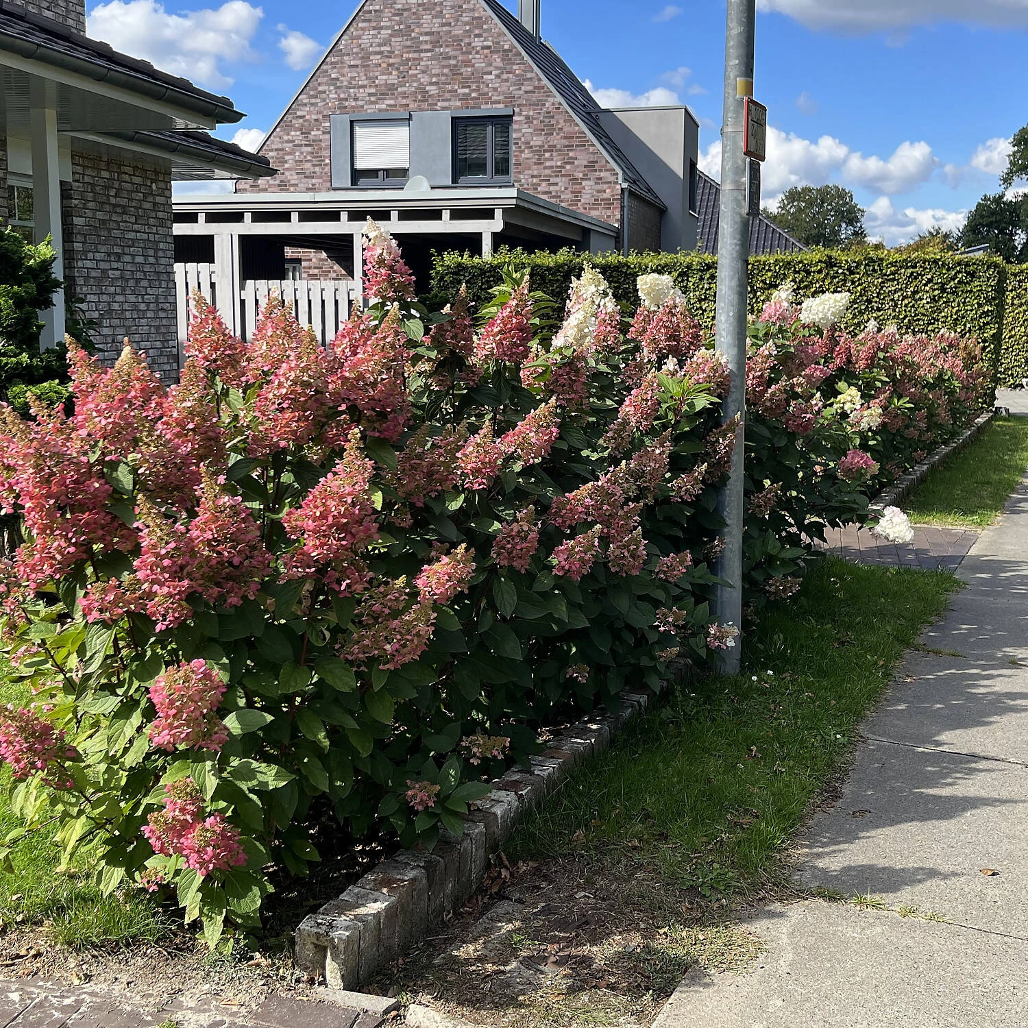 Hydrangea Paniculata 'Wims Red' ® 2 Hydrangea Paniculata 'Wims Red' ® – Bild 2