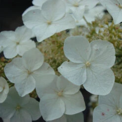 Hydrangea Quercifolia 'Burgundy'