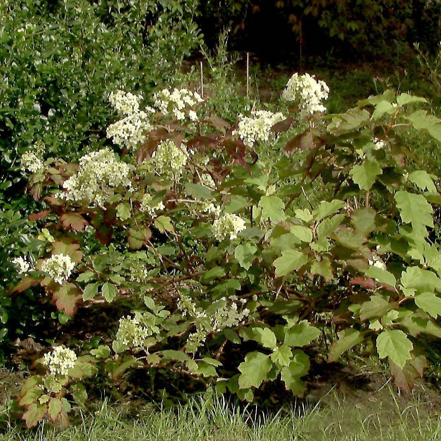 Hydrangea Quercifolia 'Snowflake' 2 Hydrangea Quercifolia 'Snowflake' – Bild 2