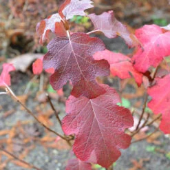 Hydrangea Quercifolia 'Snowflake' 5 Hydrangea Quercifolia 'Snowflake' -Seeds and Fertilizers Geschäft hydrangea quercifolia snowflake3
