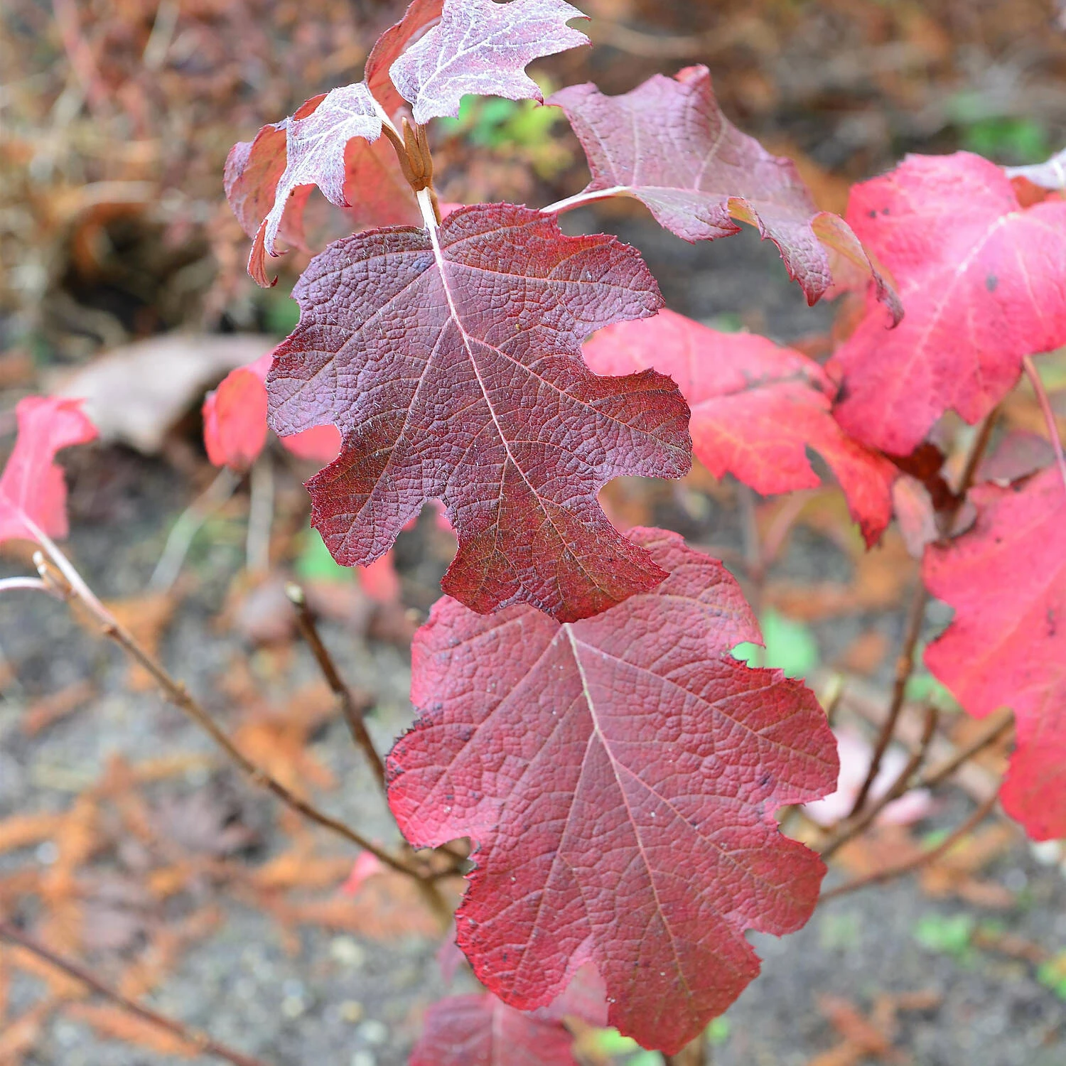 Hydrangea Quercifolia 'Snowflake' 3 Hydrangea Quercifolia 'Snowflake' – Bild 3