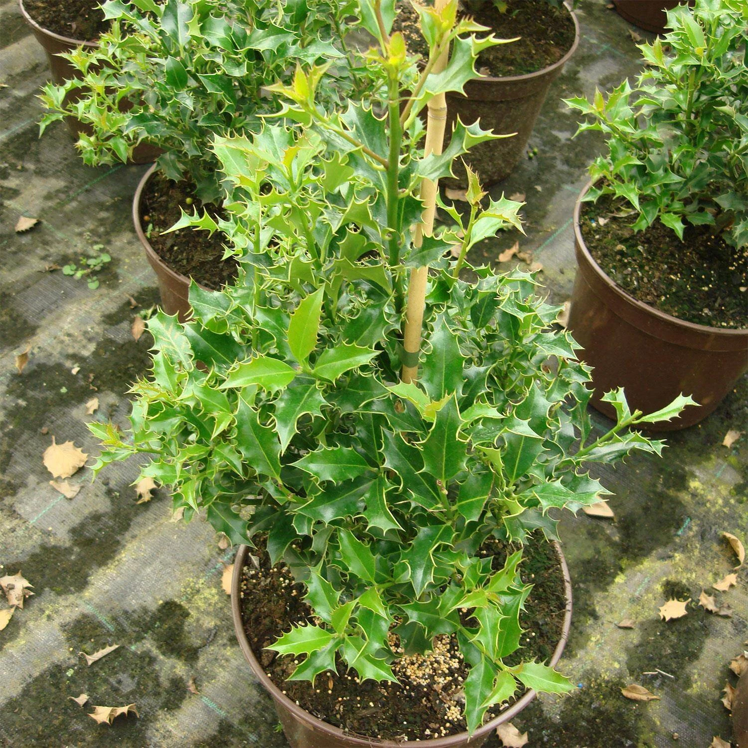 Ilex Aquifolium 'Alaska' 1 Ilex Aquifolium 'Alaska'