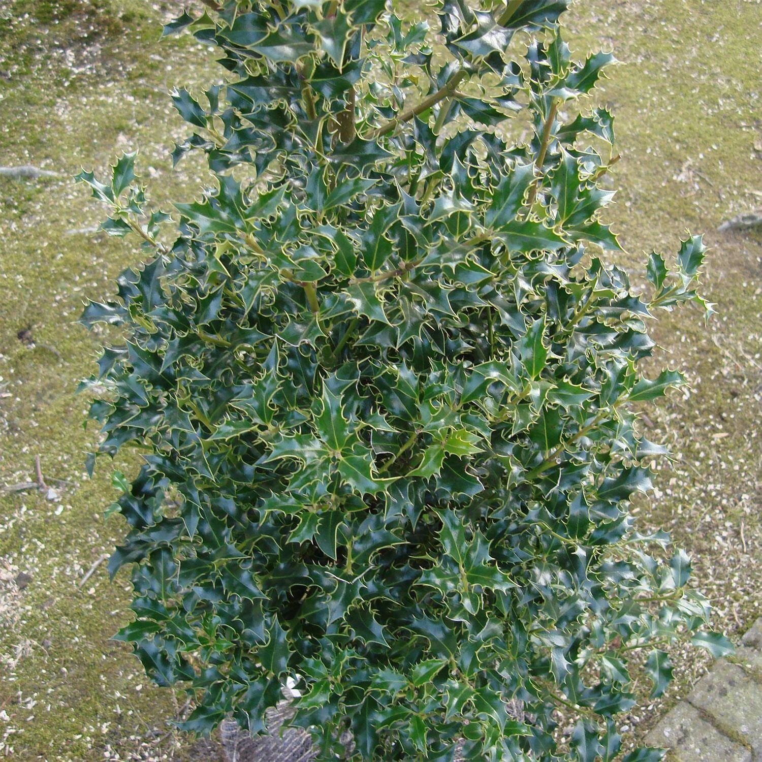 Ilex Aquifolium 'Alaska' 2 Ilex Aquifolium 'Alaska' – Bild 2