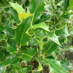 Ilex Aquifolium 'Alaska' 5 Ilex Aquifolium 'Alaska' -Seeds and Fertilizers Geschäft ilex aquifolium alaska3