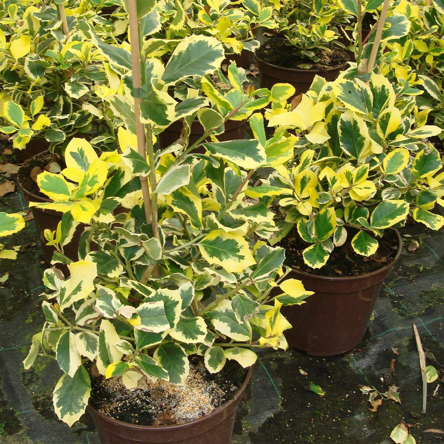 Ilex Aquifolium / Altaclerensis 'Golden King' 1 Ilex Aquifolium / Altaclerensis 'Golden King'