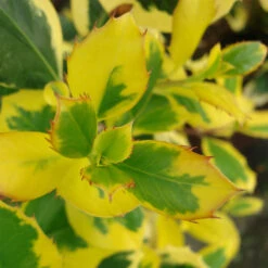 Ilex Aquifolium / Altaclerensis 'Golden King' 5 Ilex Aquifolium / Altaclerensis 'Golden King' -Seeds and Fertilizers Geschäft ilex aquifolium altaclerensis golden king3