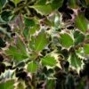 Ilex Aquifolium 'Argentea Marginata'