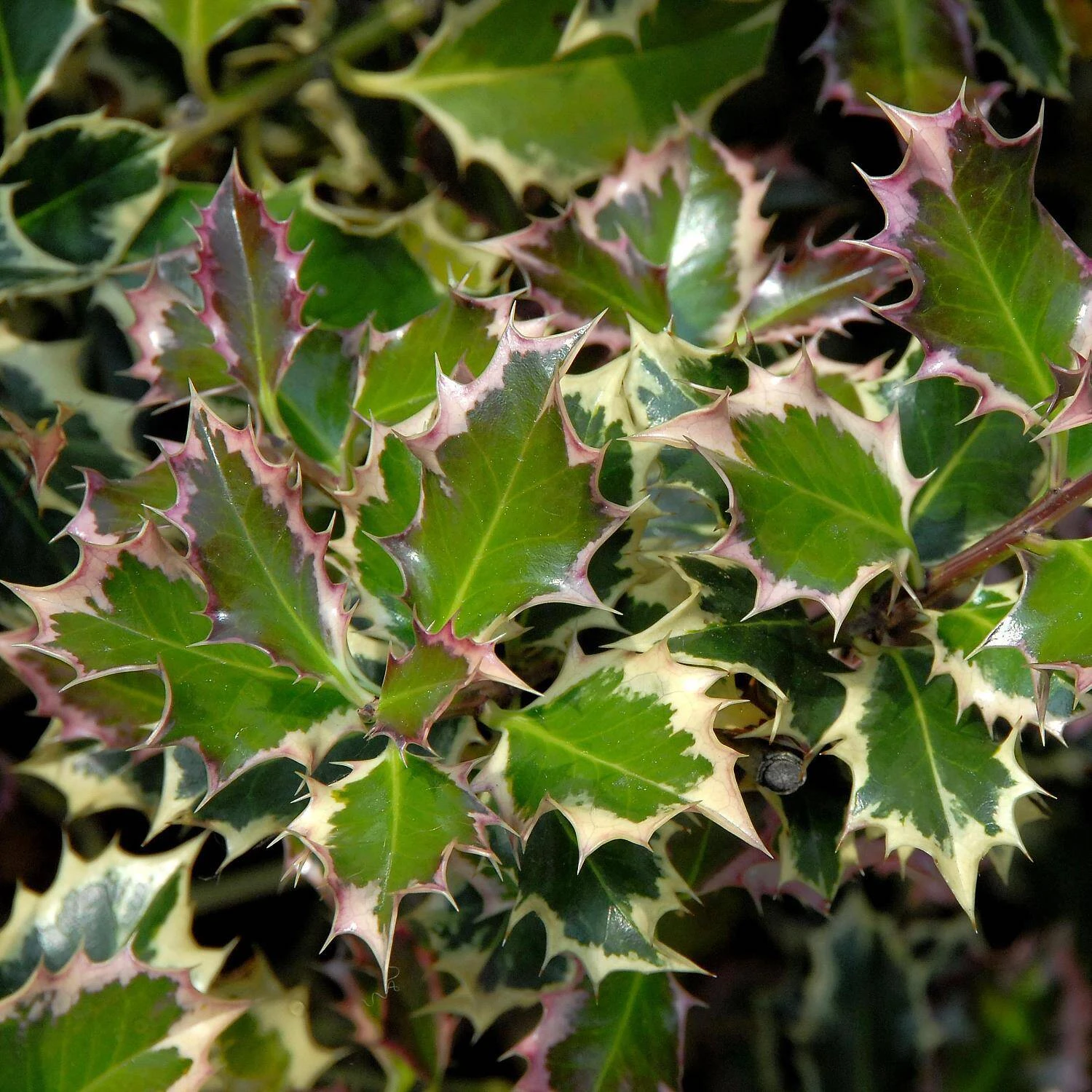 Ilex Aquifolium 'Argentea Marginata' 1 Ilex Aquifolium 'Argentea Marginata'