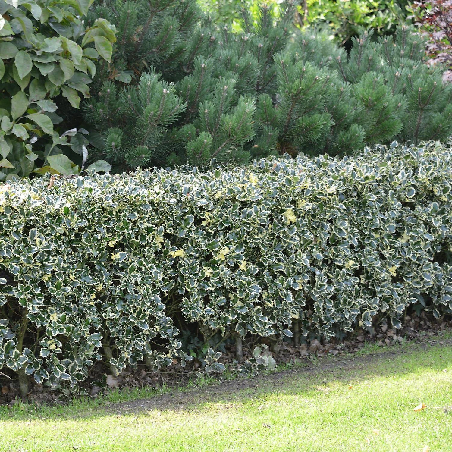 Ilex Aquifolium 'Argentea Marginata' 2 Ilex Aquifolium 'Argentea Marginata' – Bild 2