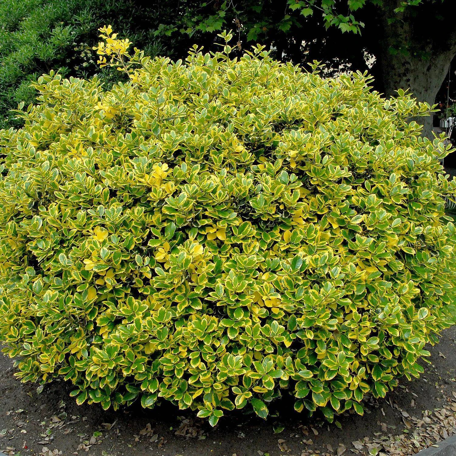 Ilex Aquifolium 'Golden Van Tol' 1 Ilex Aquifolium 'Golden Van Tol'