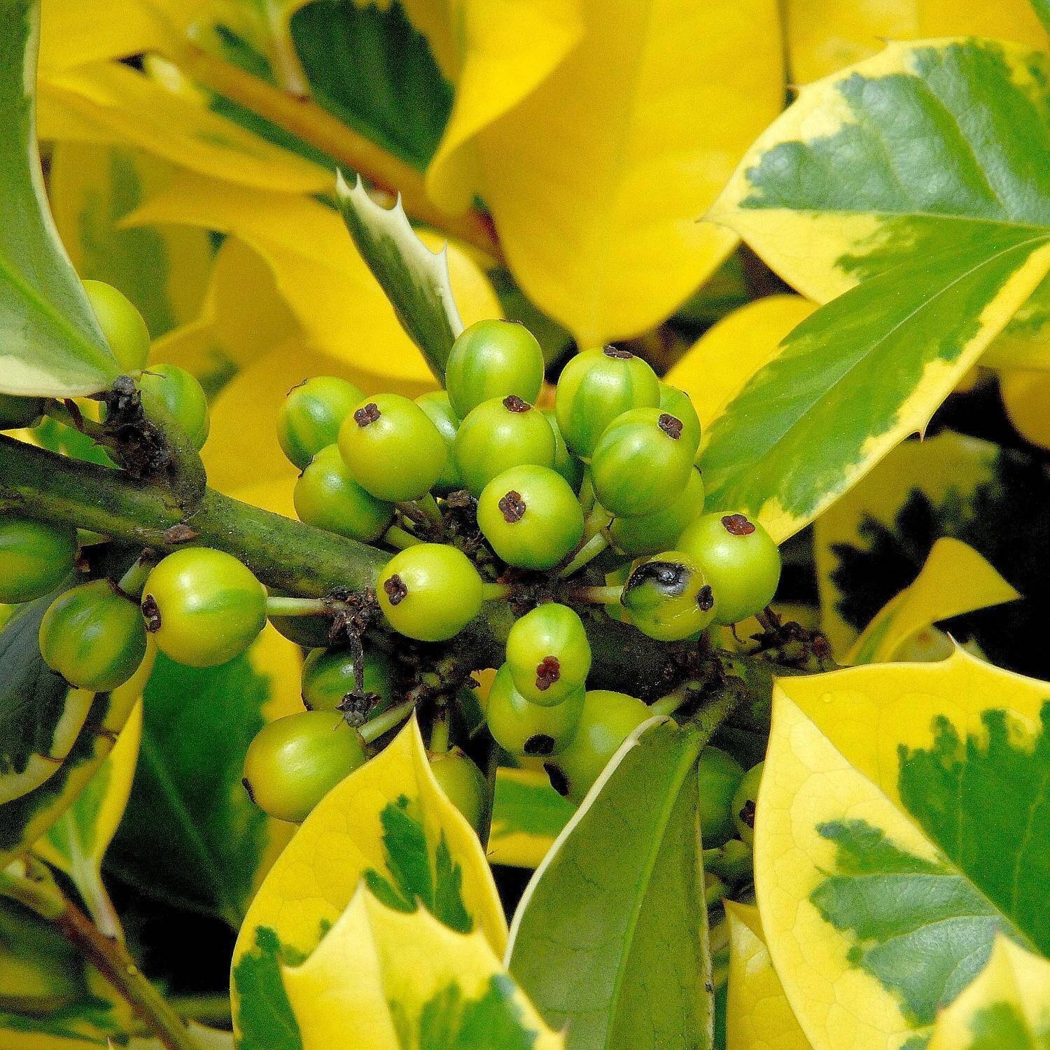 Ilex Aquifolium 'Golden Van Tol' 3 Ilex Aquifolium 'Golden Van Tol' – Bild 3