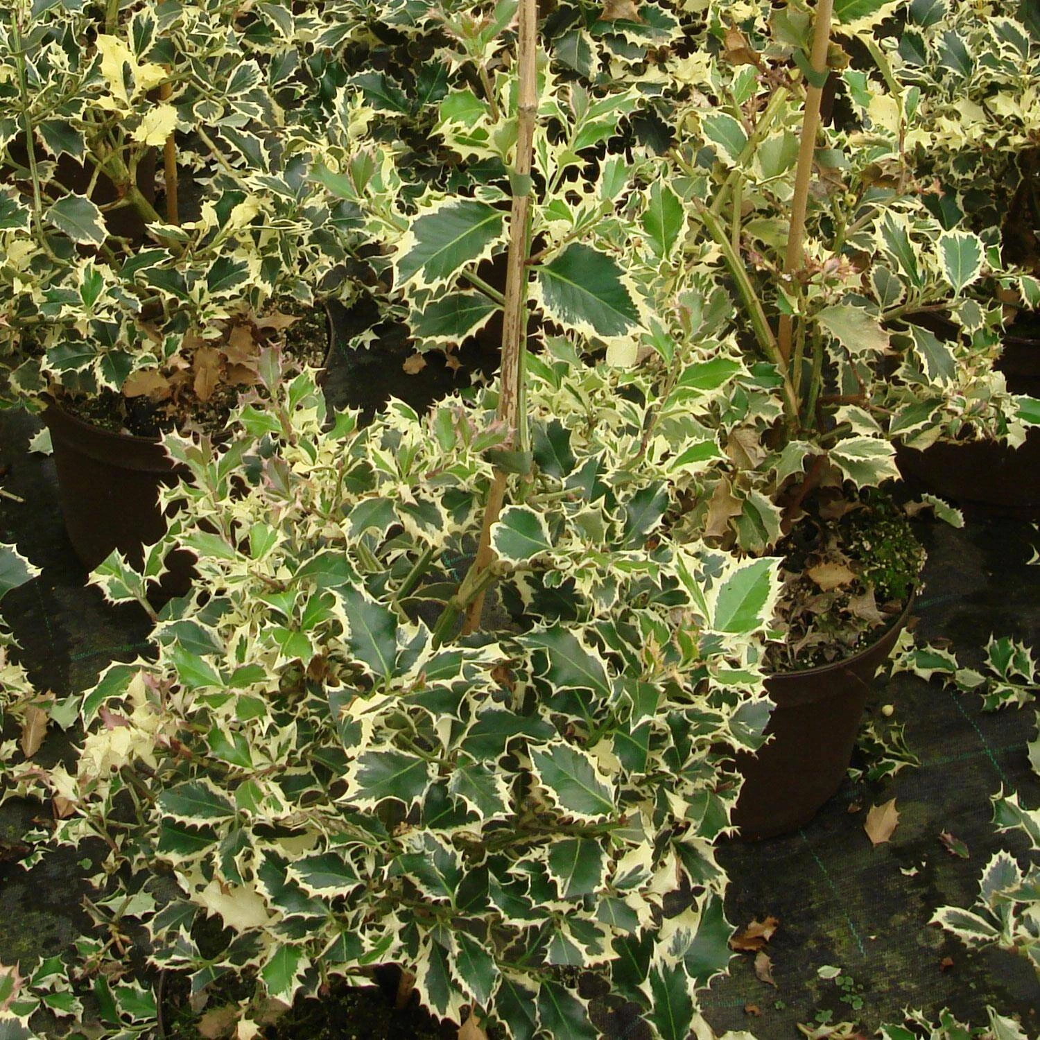 Ilex Aquifolium 'Silver Queen' 1 Ilex Aquifolium 'Silver Queen'