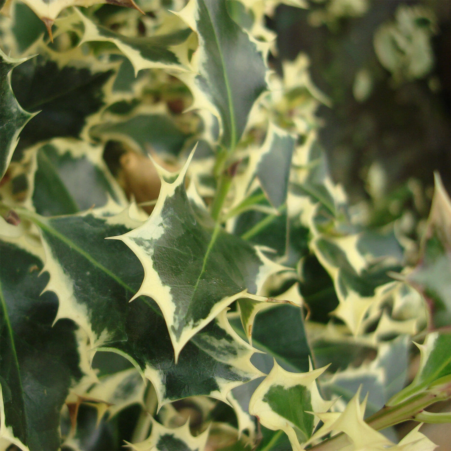 Ilex Aquifolium 'Silver Queen' 2 Ilex Aquifolium 'Silver Queen' – Bild 2