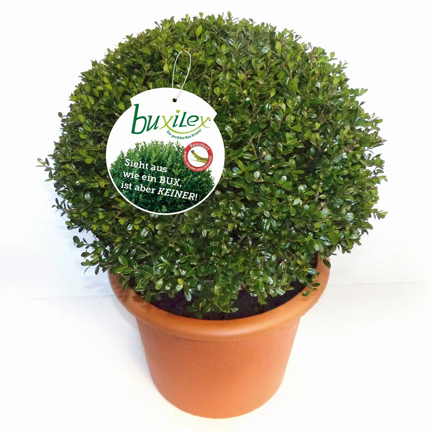 Ilex Crenata 'Buxilex'® 1 Ilex Crenata 'Buxilex'®