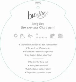 Ilex Crenata 'Buxilex'® 5 Ilex Crenata 'Buxilex'® -Seeds and Fertilizers Geschäft ilex crenata buxilex3