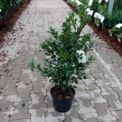 Ilex Meserveae 'Heckenfee'
