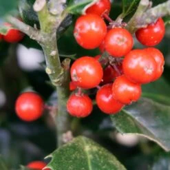 Ilex Meserveae 'Heckenfee' 5 Ilex Meserveae 'Heckenfee' -Seeds and Fertilizers Geschäft ilex meserveae heckenfee3