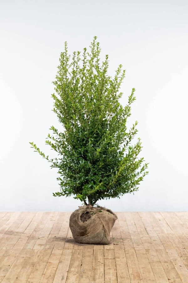 Japanische Stechpalme / Ilex Crenata Blondie 1 Japanische Stechpalme / Ilex Crenata Blondie