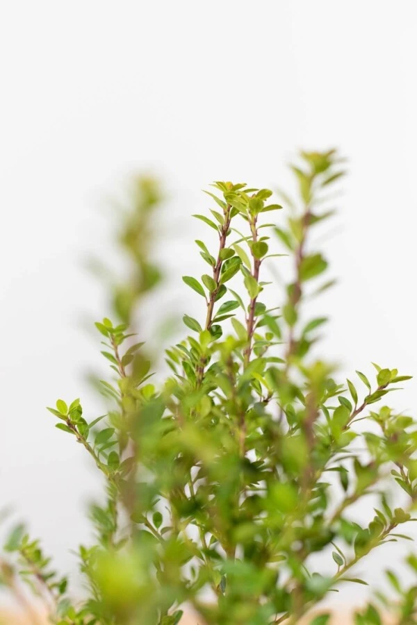 Japanische Stechpalme / Ilex Crenata Blondie 2 Japanische Stechpalme / Ilex Crenata Blondie – Bild 2