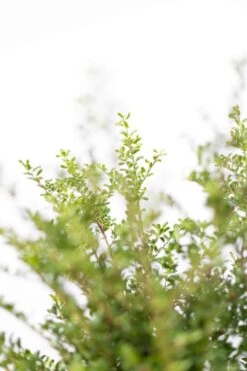 Japanische Stechpalme / Ilex Crenata Convexa 12 Japanische Stechpalme / Ilex Crenata Convexa -Seeds and Fertilizers Geschäft japanische stechpalme ilex crenata convexa 60 80cm 3