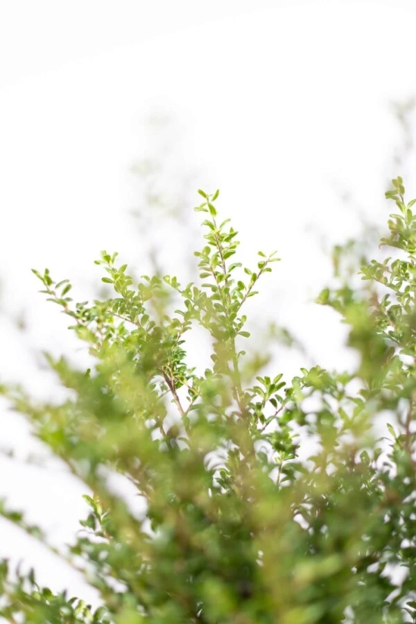 Japanische Stechpalme / Ilex Crenata Convexa 5 Japanische Stechpalme / Ilex Crenata Convexa – Bild 5