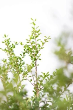 Japanische Stechpalme / Ilex Crenata Convexa 13 Japanische Stechpalme / Ilex Crenata Convexa -Seeds and Fertilizers Geschäft japanische stechpalme ilex crenata convexa 60 80cm 4