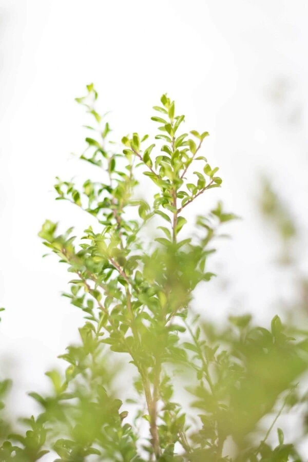 Japanische Stechpalme / Ilex Crenata Convexa 2 Japanische Stechpalme / Ilex Crenata Convexa – Bild 2