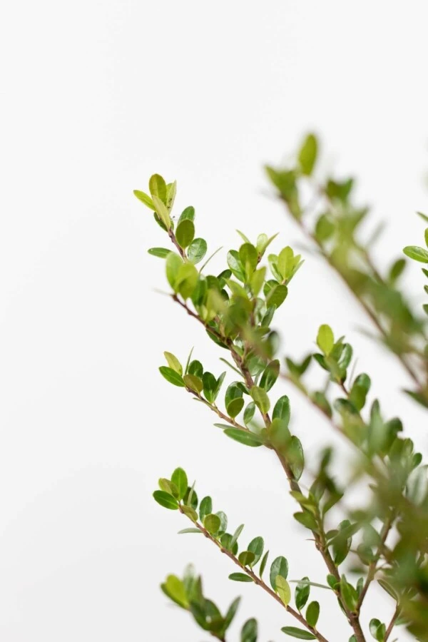 Japanische Stechpalme / Ilex Crenata Dark Green 2 Japanische Stechpalme / Ilex Crenata Dark Green – Bild 2