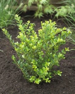 Japanische Stechpalme / Ilex Crenata Green Hedge 5 Japanische Stechpalme / Ilex Crenata Green Hedge -Seeds and Fertilizers Geschäft japanische stechpalme ilex crenata green hedge 60 80cm 1