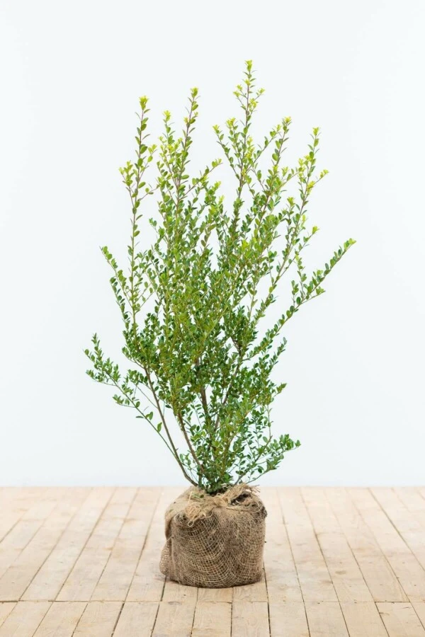 Japanische Stechpalme / Ilex Crenata Green Hedge 1 Japanische Stechpalme / Ilex Crenata Green Hedge