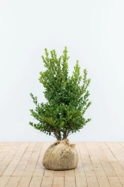 Japanische Stechpalme / Ilex Maximowicziana Kanehirae