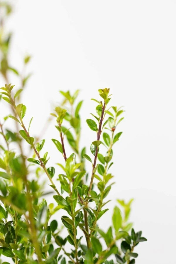 Japanische Stechpalme / Ilex Maximowicziana Kanehirae 2 Japanische Stechpalme / Ilex Maximowicziana Kanehirae – Bild 2