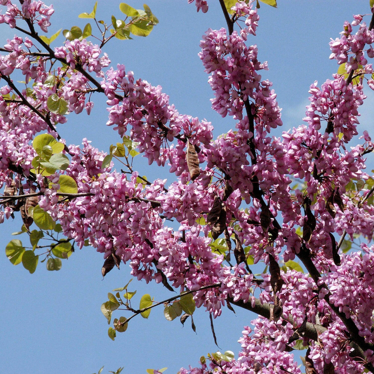 Cercis Siliquastrum 1 Cercis Siliquastrum