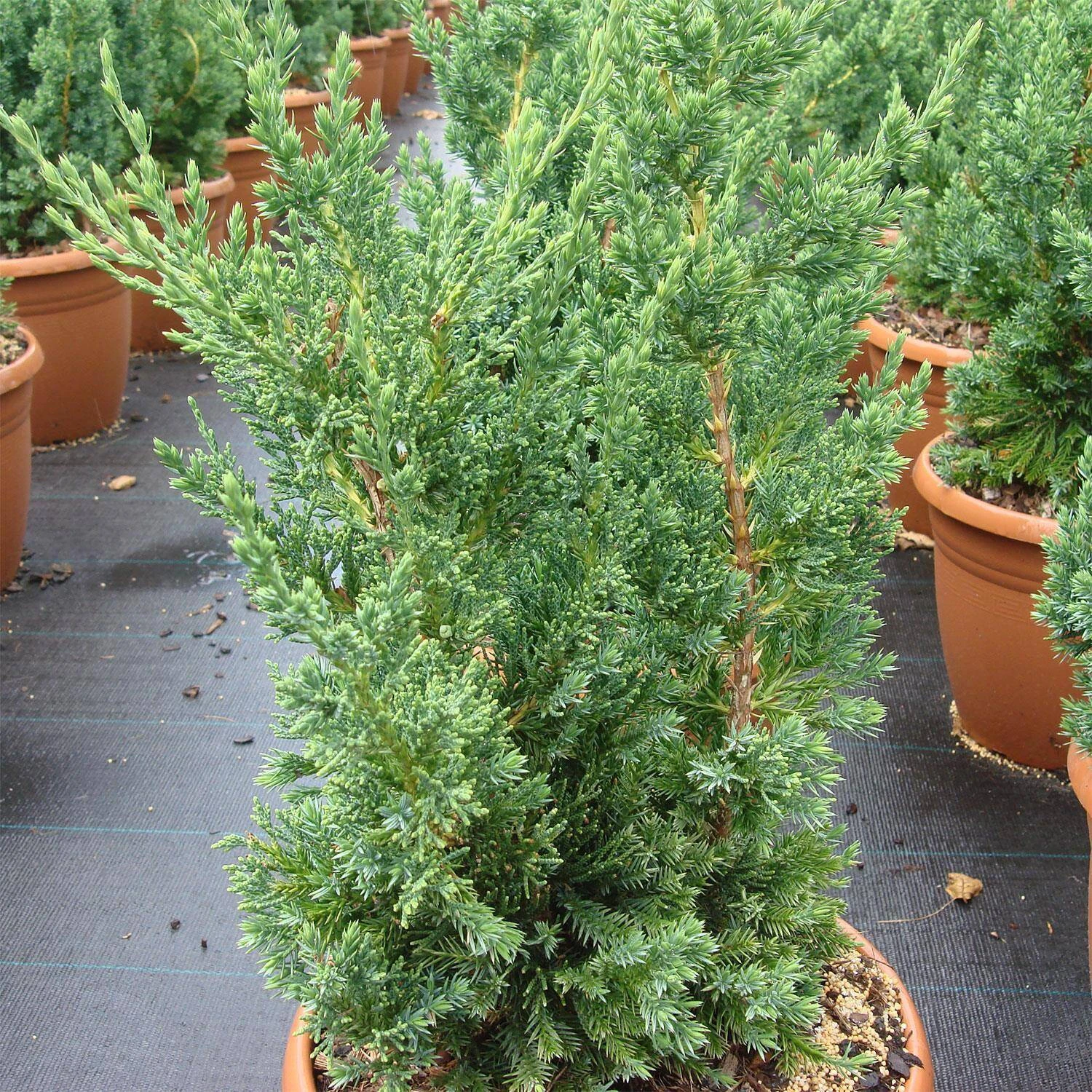 Juniperus Chinensis 'Robusta Green' 1 Juniperus Chinensis 'Robusta Green'