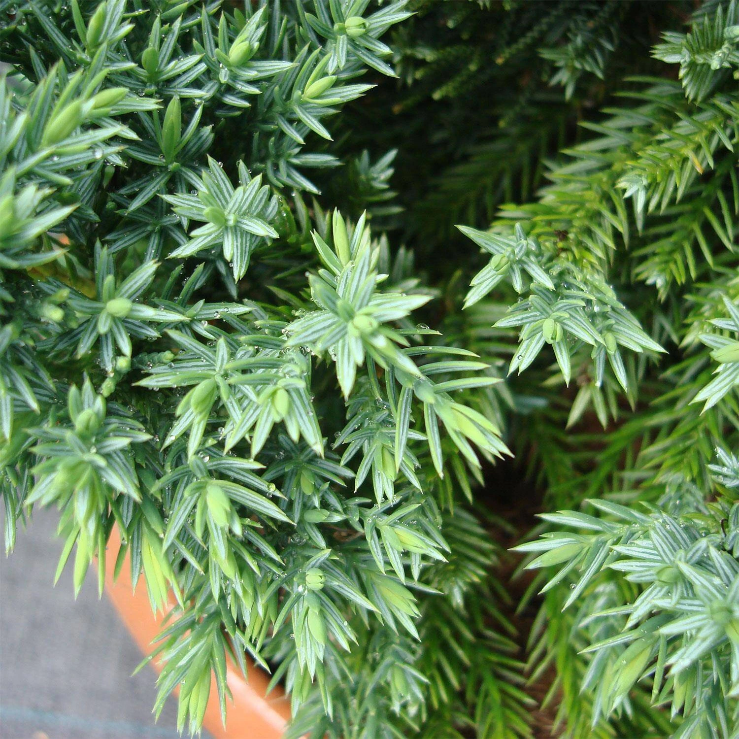 Juniperus Chinensis 'Robusta Green' 3 Juniperus Chinensis 'Robusta Green' – Bild 3