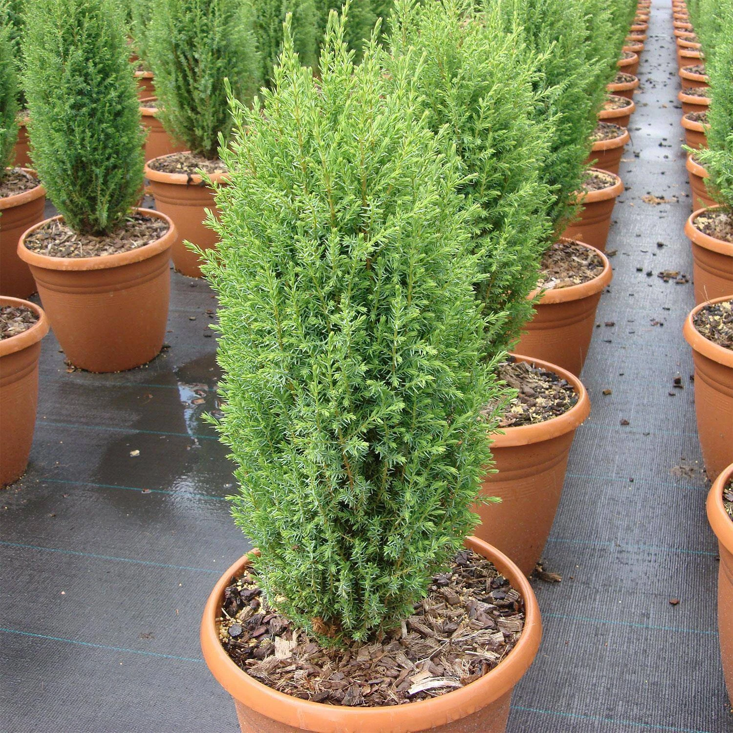 Juniperus Com. 'Compressa' 1 Juniperus Com. 'Compressa'
