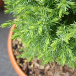 Juniperus Com. 'Compressa' 5 Juniperus Com. 'Compressa' -Seeds and Fertilizers Geschäft juniperus com compressa3