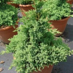 Juniperus Procumbens 'Nana'