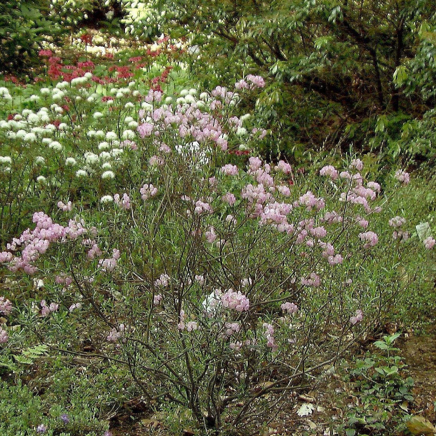Kalmia Polifolia 1 Kalmia Polifolia
