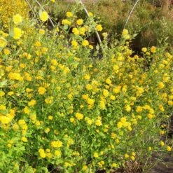 Kerria Japonica 'Pleniflora'