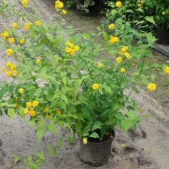 Kerria Japonica 'Pleniflora' 6 Kerria Japonica 'Pleniflora' -Seeds and Fertilizers Geschäft kerria japonica pleniflora3