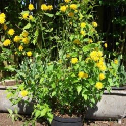Kerria Japonica 'Pleniflora' 7 Kerria Japonica 'Pleniflora' -Seeds and Fertilizers Geschäft kerria japonica pleniflora4