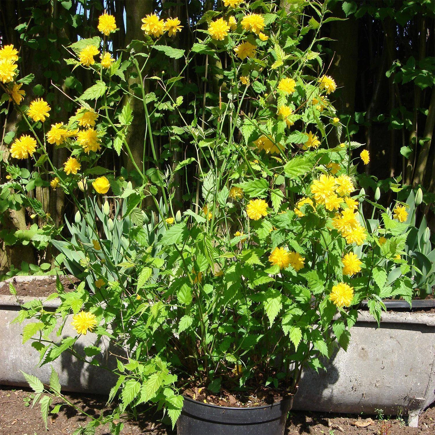 Kerria Japonica 'Pleniflora' 4 Kerria Japonica 'Pleniflora' – Bild 4