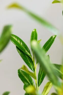 Kirschlorbeer / Prunus Laurocerasus Caucasica 6 Kirschlorbeer / Prunus Laurocerasus Caucasica -Seeds and Fertilizers Geschäft kirschlorbeer prunus laurocerasus caucasica 150 175cm 1