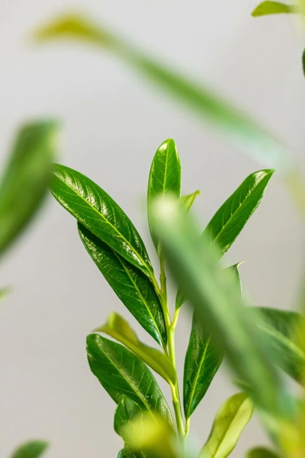 Kirschlorbeer / Prunus Laurocerasus Caucasica 3 Kirschlorbeer / Prunus Laurocerasus Caucasica – Bild 3