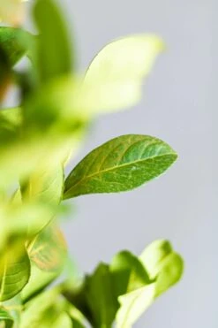 Kirschlorbeer / Prunus Laurocerasus Etna -Seeds and Fertilizers Geschäft kirschlorbeer prunus laurocerasus etna 150 175cm 1