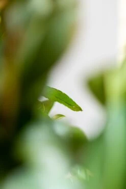 Kirschlorbeer / Prunus Laurocerasus Etna -Seeds and Fertilizers Geschäft kirschlorbeer prunus laurocerasus etna 150 175cm 4