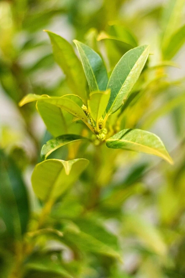 Kirschlorbeer / Prunus Laurocerasus Herbergii 3 Kirschlorbeer / Prunus Laurocerasus Herbergii – Bild 3