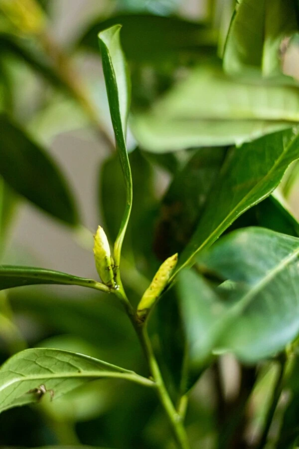 Kirschlorbeer / Prunus Laurocerasus Novita 2 Kirschlorbeer / Prunus Laurocerasus Novita – Bild 2